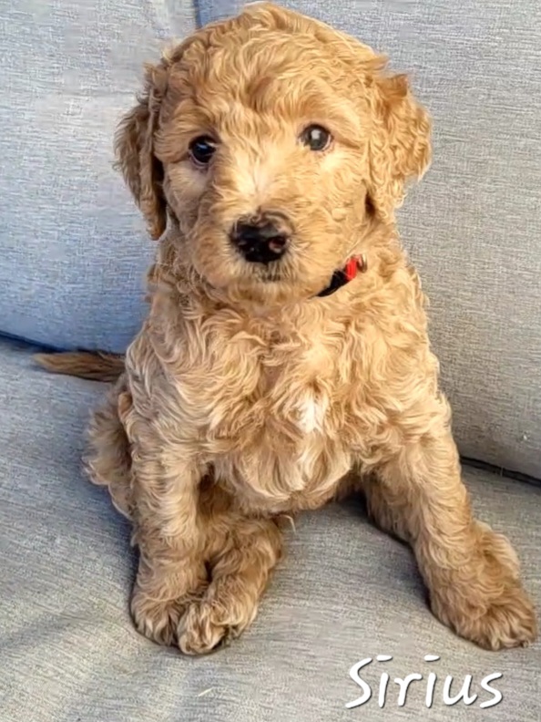 Goldendoodle Puppies from M&M G-Doods
