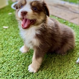 Red tri female - Red tri female Miniature Australian Shepherd puppy in Lemon Cove, California from Magic Ranch Mini Aussies