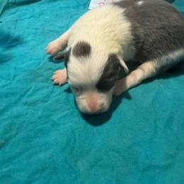 M2 - White and blue male Border Collie puppy in Meridian, Mississippi from Border Hollow Border Collies