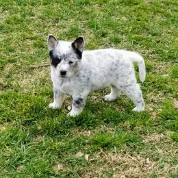 Australian Cattle Dog Puppies from Buffalo Valley AKC Austrlian cattle dogs
