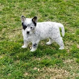 Australian Cattle Dog Puppies from Buffalo Valley AKC Austrlian cattle dogs