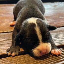 Girl 3 - Black female American Pit Bull Terrier puppy in Lakewood, Washington from Perrault Kennels