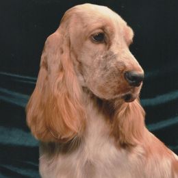 English Cocker Spaniels from Asherwood English Cockers