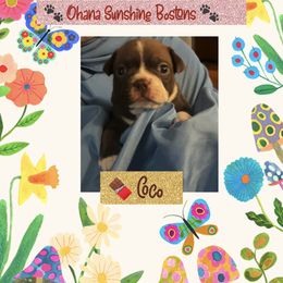 Boston Terrier Puppies from Ohana Sunshine Bostons