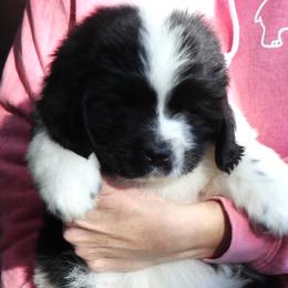 Victor Valentino  (Red) - White and black male Newfoundland puppy in Kimball Twp, Michigan from Pine River Newfoundlands
