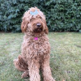 Paisley - Goldendoodle