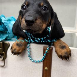 Jubilee - Black and tan female Dachshund puppy in Leoma, Tennessee from Southbound Kennel