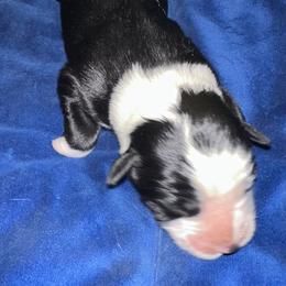 Miniature American Shepherd Puppies from Bond’s MAS