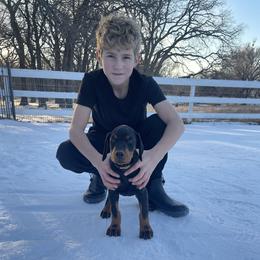 Grant - Black and rust male Doberman Pinscher puppy in Boyd, Texas from Team Feem Breeders
