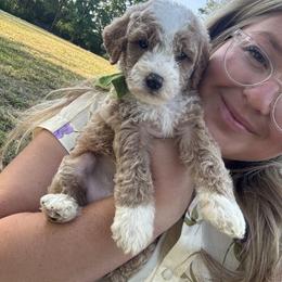 Fudge - Green collar boy - Red  male Goldendoodle puppy in Ruthorfordton, North Carolina from Duncan Doodles Goldendoodles