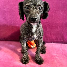 Julius Ceaser Tut - Poodle