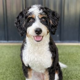 Dixie - Bernedoodle
