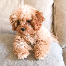 Millie - Cavapoo