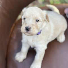 Vanilla bean - Cream female Whoodle puppy in Gladewater, Texas from Kalin’s K9s