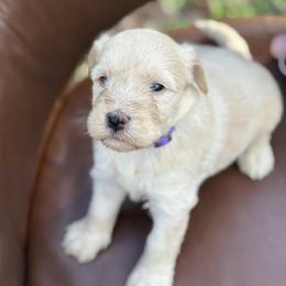 Vanilla bean - Cream female Whoodle puppy in Gladewater, Texas from Kalin’s K9s
