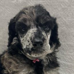 SHERRY-Pink collar female - Black female Poodle puppy in Chino Valley, Arizona from Whiskey Row Royals