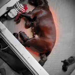 German Shorthaired Pointer Puppies from Aisling
