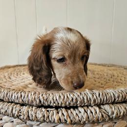 Hudson - Piebald male Dachshund puppy in Mountain Grove, Missouri from Boot Scootin Pups