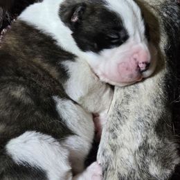 Girl 2W - Brindle female Central Asian Shepherd Dog puppy in Michigan from Guardian Dog