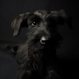 Ariel, female - Black female Giant Schnauzer puppy in St George, Utah from Schnauzer Ranch