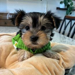 Sunny - Blue and gold female Yorkshire Terrier puppy in Yuma, Arizona from Yuma Yorkie