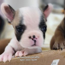 French Bulldog Puppies from Lorie's French Bulldogs