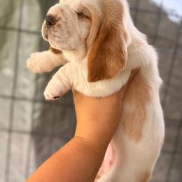 Posey - Red and white female Basset Hound puppy in Conway, Missouri from Ozark Mountain Kennel