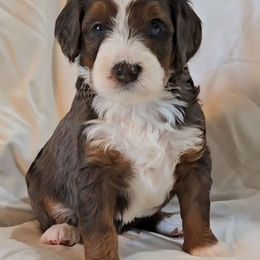 Dylan - Tri-color male Bernedoodle puppy in Blanco, Texas from Texas Hill Country Sheepadoodles & Bernedoodles