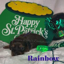 Rainbow - Cream female Dachshund puppy in Monitor, Washington from Shannon Dolly’s Dachshunds