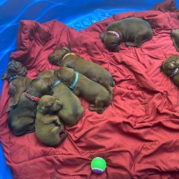 Redbone Coonhound Puppies from Shannon Family Redbone Coonhounds