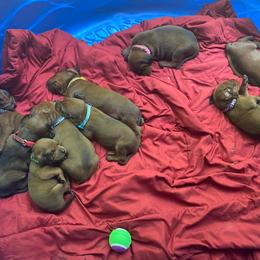 Redbone Coonhound Puppies from Shannon Family Redbone Coonhounds