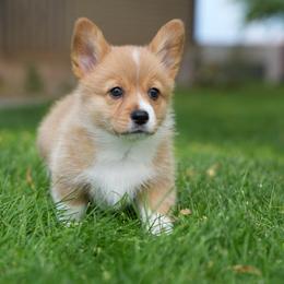 Peaches - Red female Pembroke Welsh Corgi puppy in Elberta, Utah from 3F Farms- Pembroke Welsh Corgis and Irish Wolfhounds