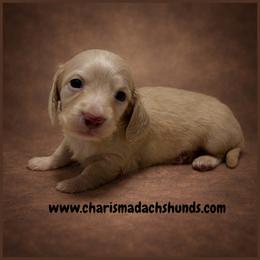 Sawyer - Cream male Dachshund puppy in Mountainburg, Arkansas from Charisma Dachshunds