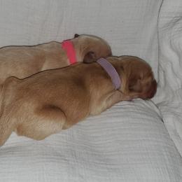 Dogue de Bordeaux and Golden Retriever Puppies from CLC Kennels