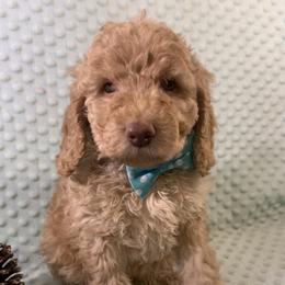 Goldendoodle Puppies from Aimee Schamback