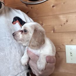 Hawk - Piebald male Dachshund puppy in Cheyenne, Wyoming from Great Basin Hounds