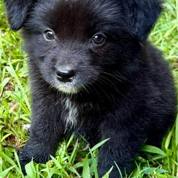 Woody - Black tri male Miniature Australian Shepherd puppy in Patterson, North Carolina from DreamLine Aussies