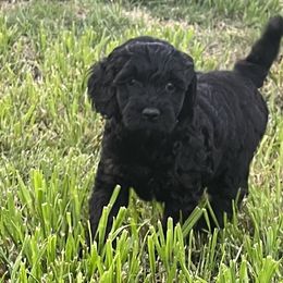 Girl 1 - Phantom Goldendoodle puppy in Anderson, California from Sunshine Country Doodles