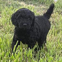 Girl 1 - Phantom Goldendoodle puppy in Anderson, California from Sunshine Country Doodles