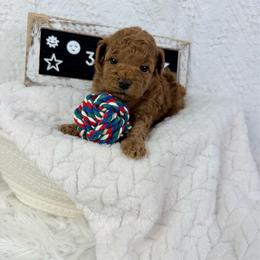 Cherrios - Red  male Poodle puppy in Florida from Adorable Toy-Miniature Poodles