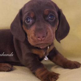 Dachshunds from Yukon Mini Dachshunds