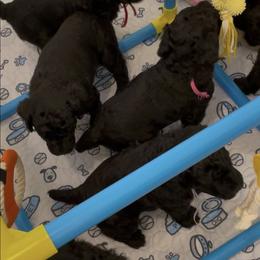 Green-JADE - Black female Poodle puppy in Hamilton Square, New Jersey from Sweet Standards