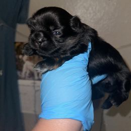 Madam waggs-a-lot - Black and tan female Shih Tzu puppy in Madera Acres, California from California Shih Tzu’s