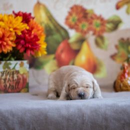 Labrador Retriever Puppies from Sun Ridge Labradors