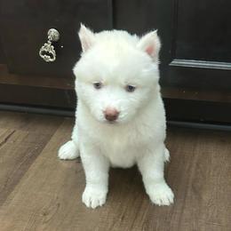 Ivory - White female Siberian Husky puppy in Summerville, South Carolina from Carolina Husky Lodge