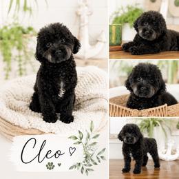 Cleo - Poodle