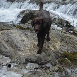 Labrador Retriever All Grown Up from Anaquassacook Labradors
