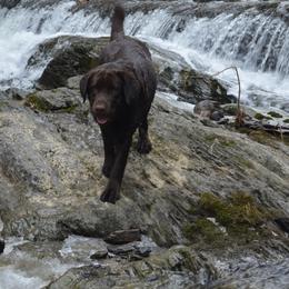 Labrador Retriever All Grown Up from Anaquassacook Labradors
