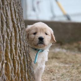 Golden Retriever Puppies from Grizzly Kennels