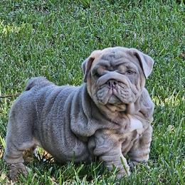 Bulldog Puppies from Charliejbulldogs